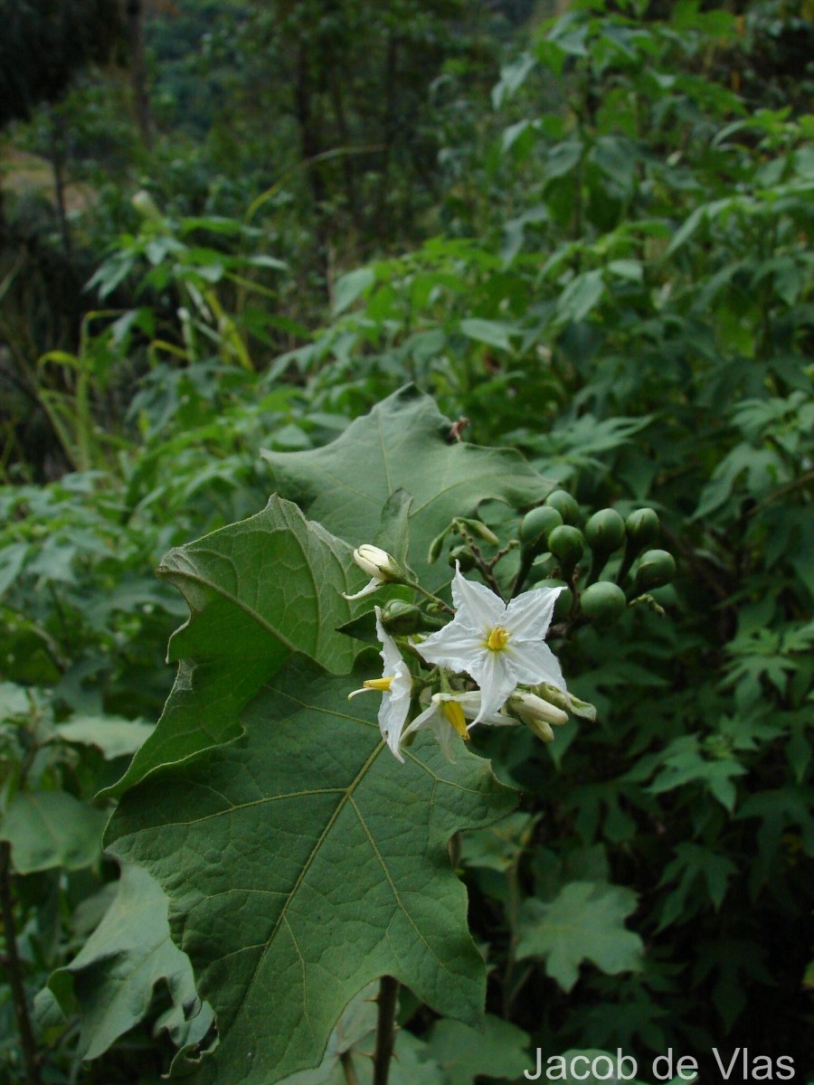 Solanum torvum Sw.